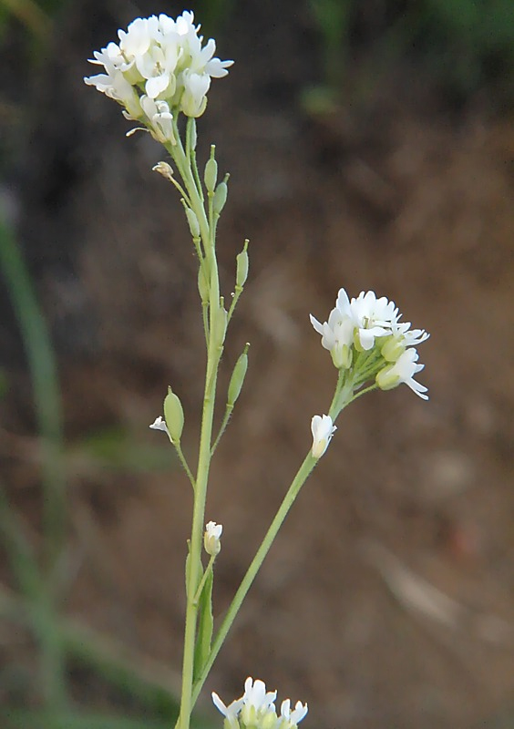 Image of Berteroa incana specimen.