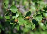 genus Betula. Верхушка ветви с соплодиями. Исландия, национальный парк Ватнайокюдль (северная часть), долина Вестурдалур, каменистый склон. 05.08.2016.