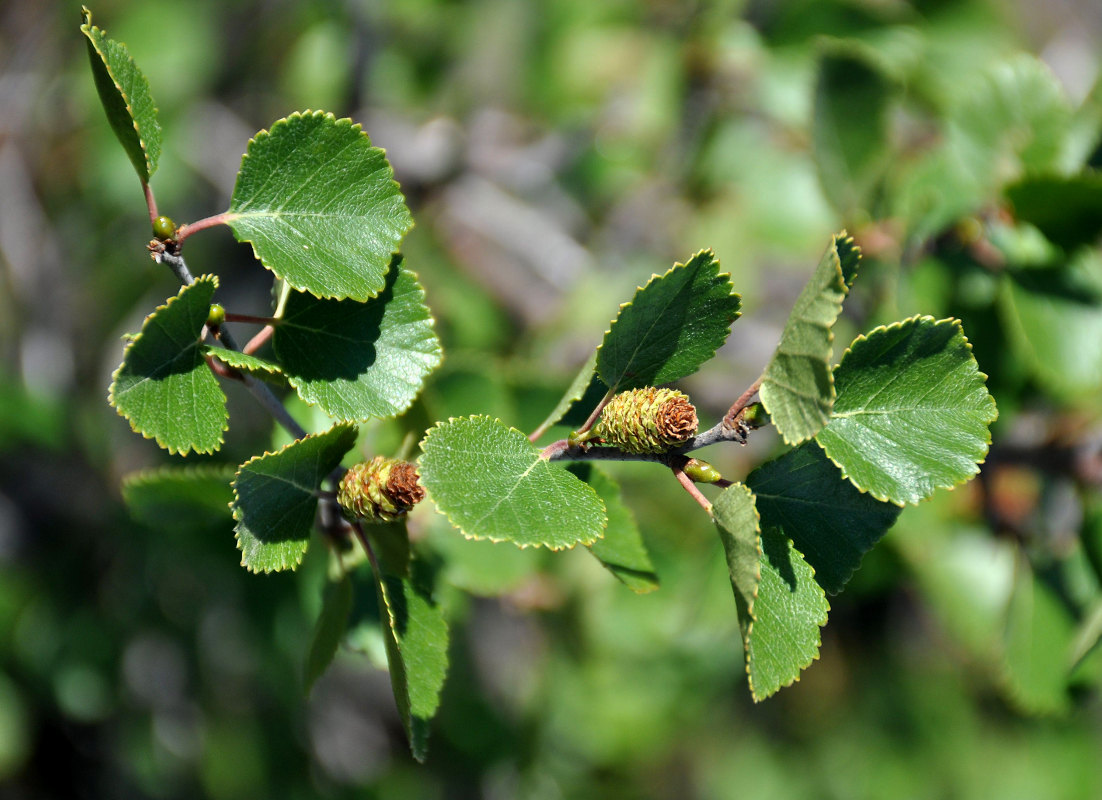 Изображение особи род Betula.