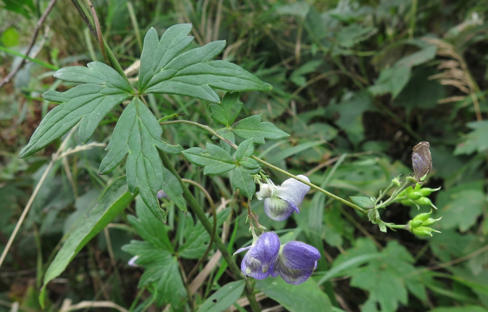 Image of Aconitum volubile specimen.