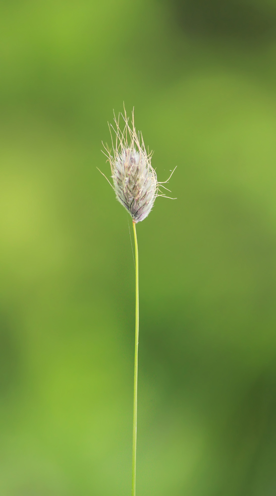 Image of Alopecurus vaginatus specimen.