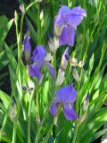Iris pallida
