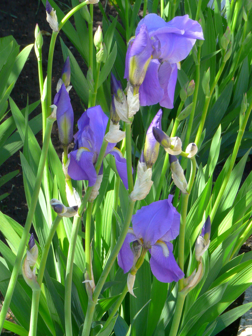 Image of Iris pallida specimen.