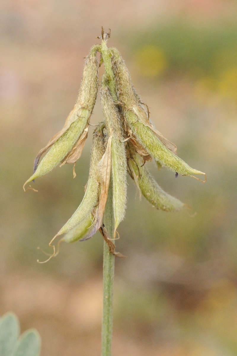 Изображение особи Astragalus petraeus.
