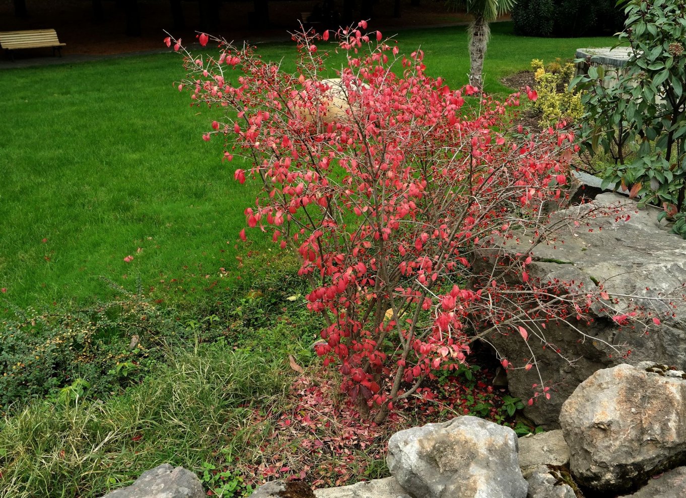 Изображение особи Euonymus alatus.