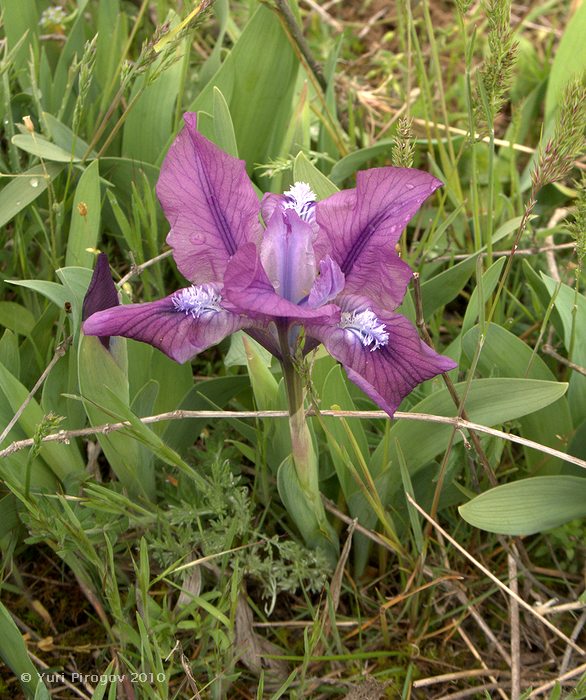 Image of Iris pumila specimen.