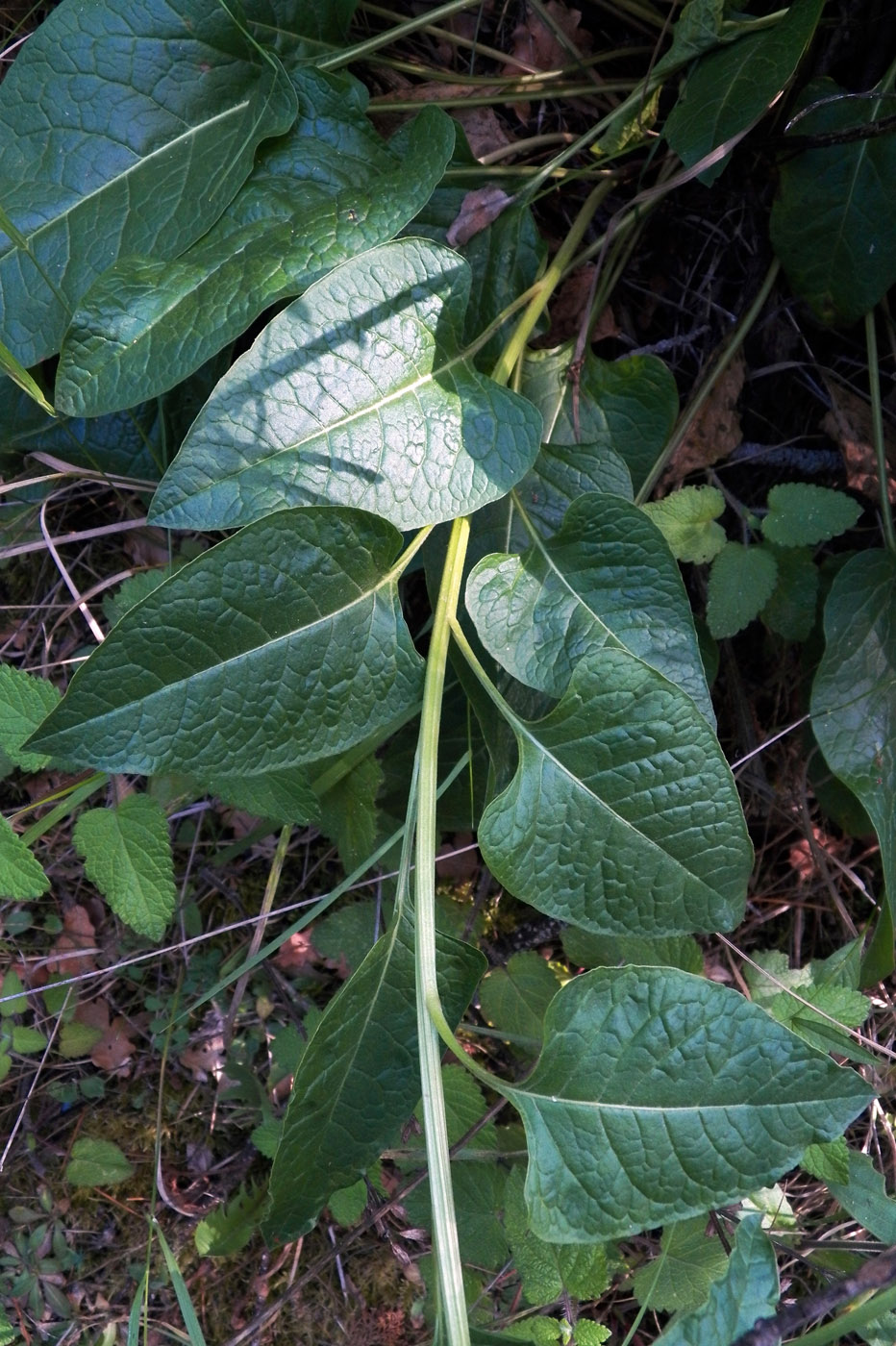 Image of Beta trigyna specimen.