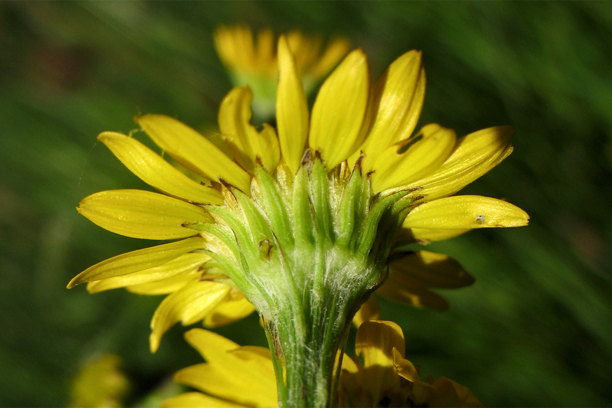 Изображение особи Senecio vernalis.