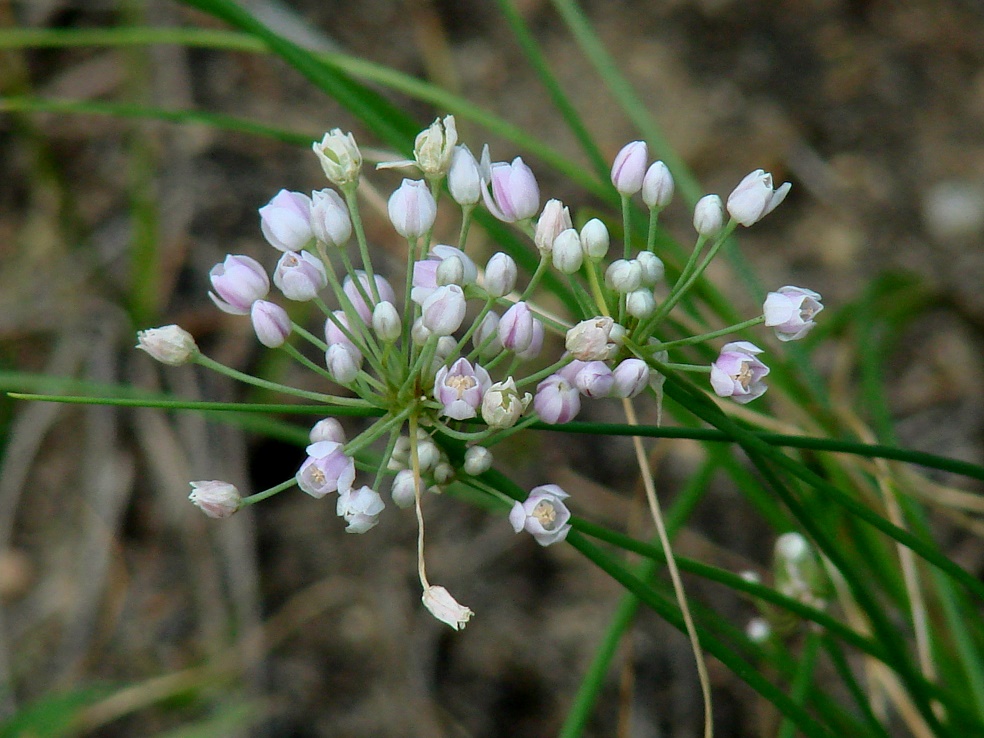 Изображение особи Allium anisopodium.