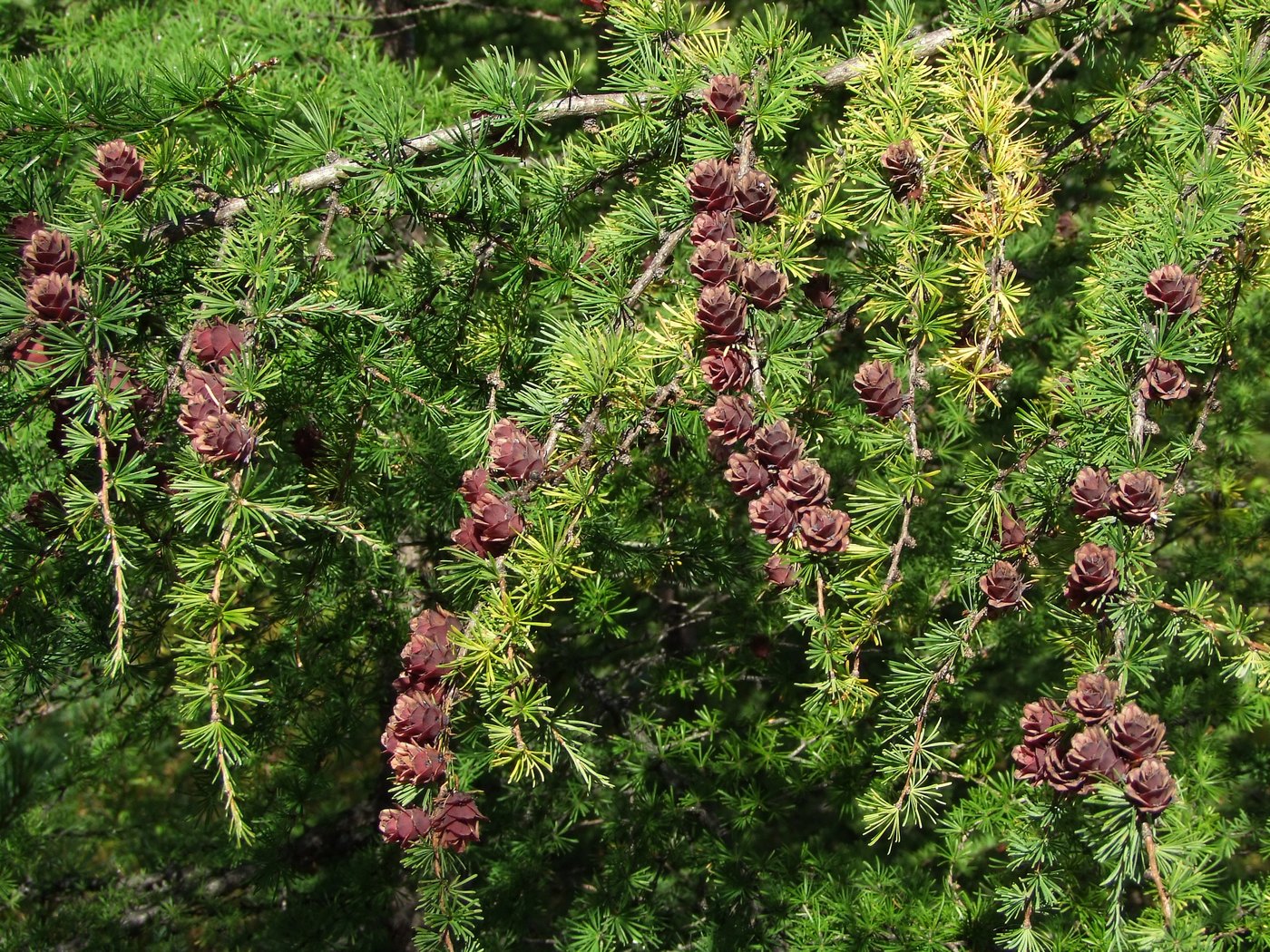 Image of Larix cajanderi specimen.
