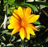 Gazania × hybrida