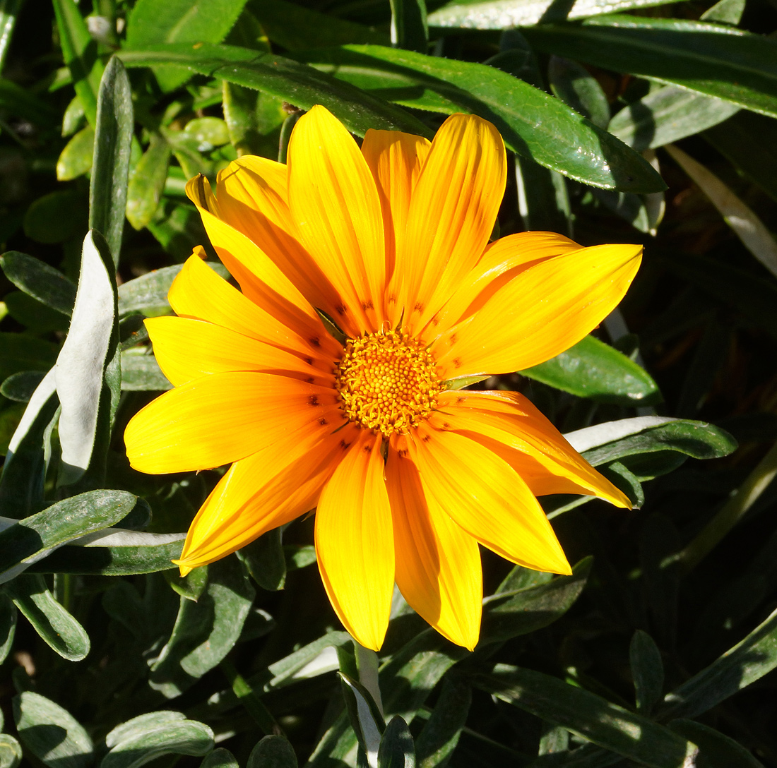 Image of Gazania &times; hybrida specimen.