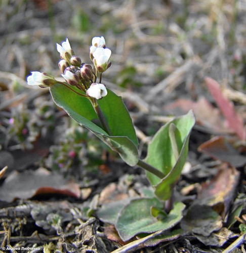 Image of Microthlaspi perfoliatum specimen.