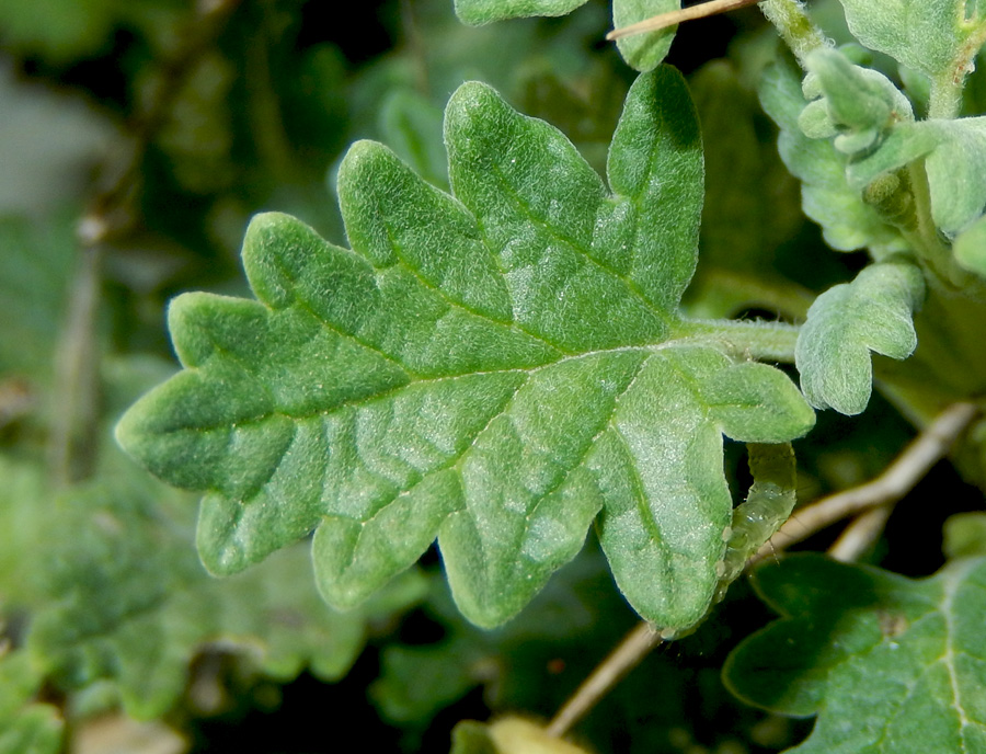 Image of Scutellaria novorossica specimen.