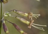 Image of taxon representative. Author is Роланд Цандекидис
