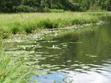 Nymphaea tetragona