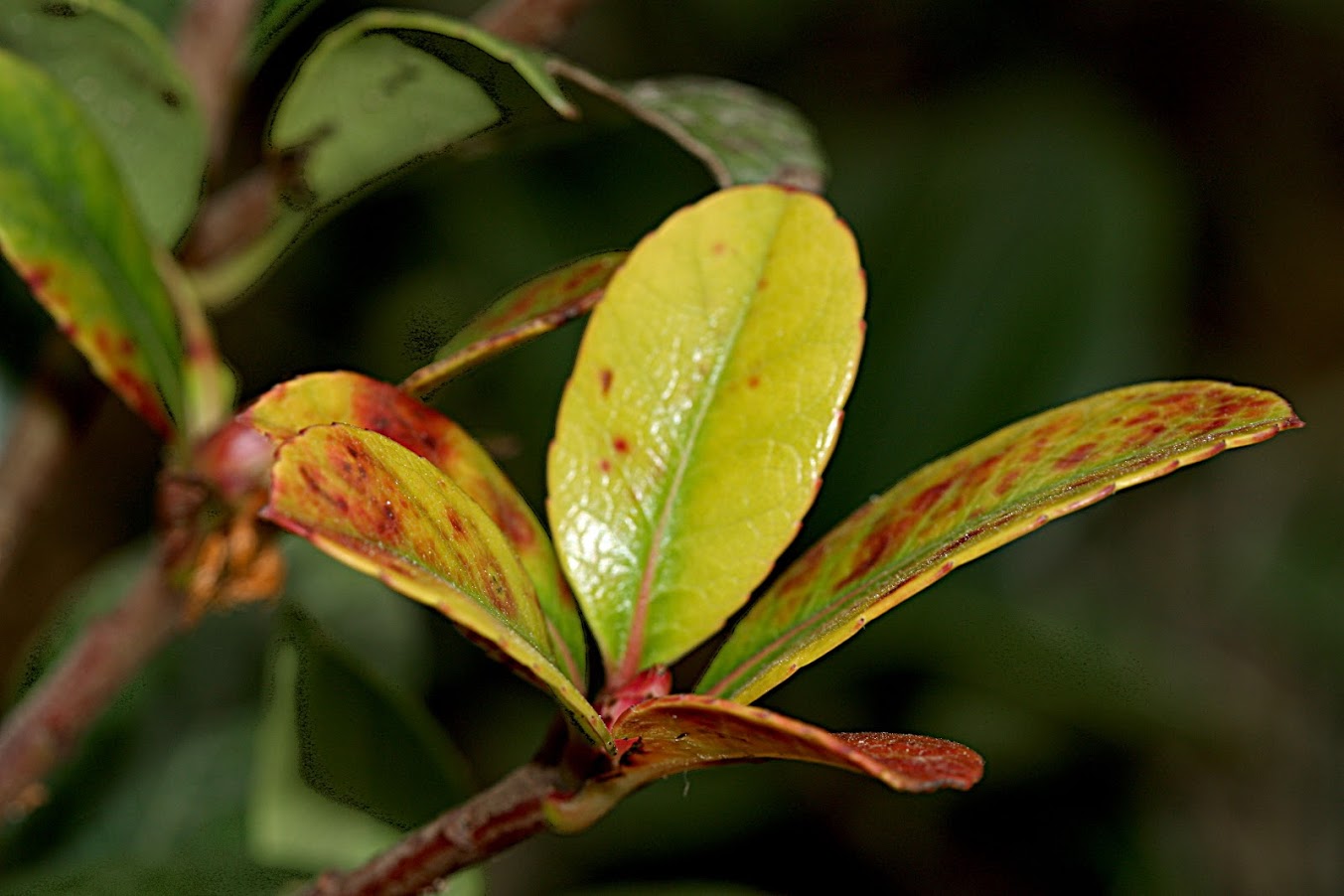 Image of Rhaphiolepis umbellata specimen.