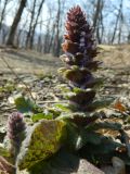 Ajuga orientalis