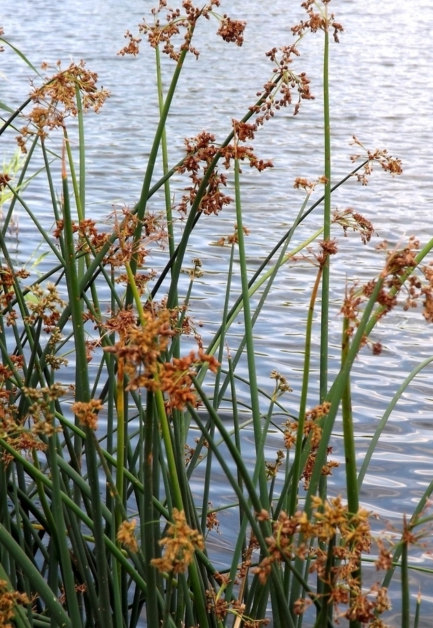 Изображение особи Schoenoplectus lacustris.