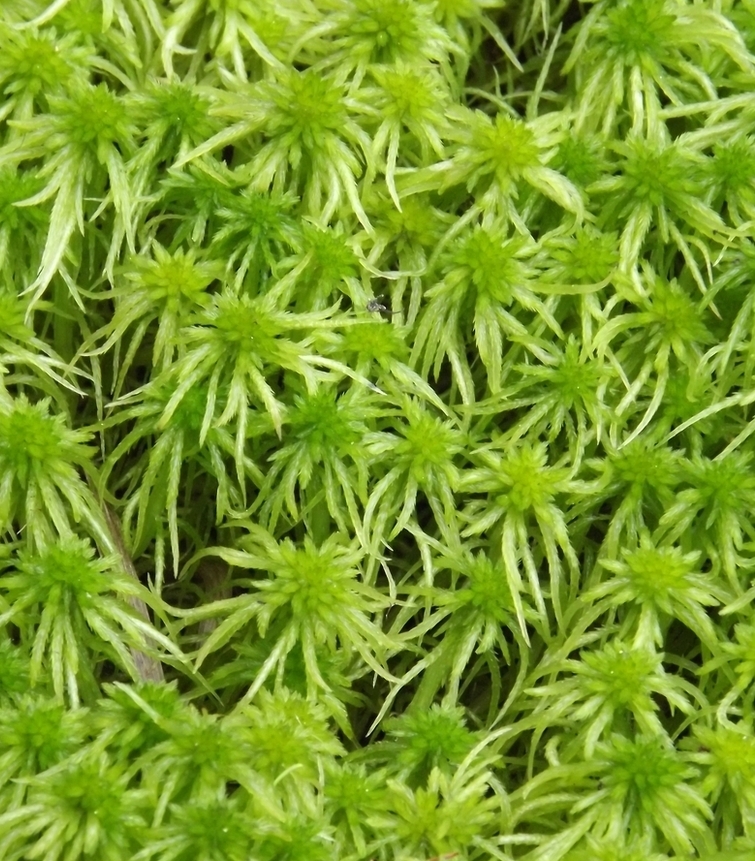 Изображение особи Sphagnum riparium.