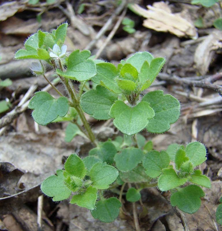 Image of Veronica sublobata specimen.