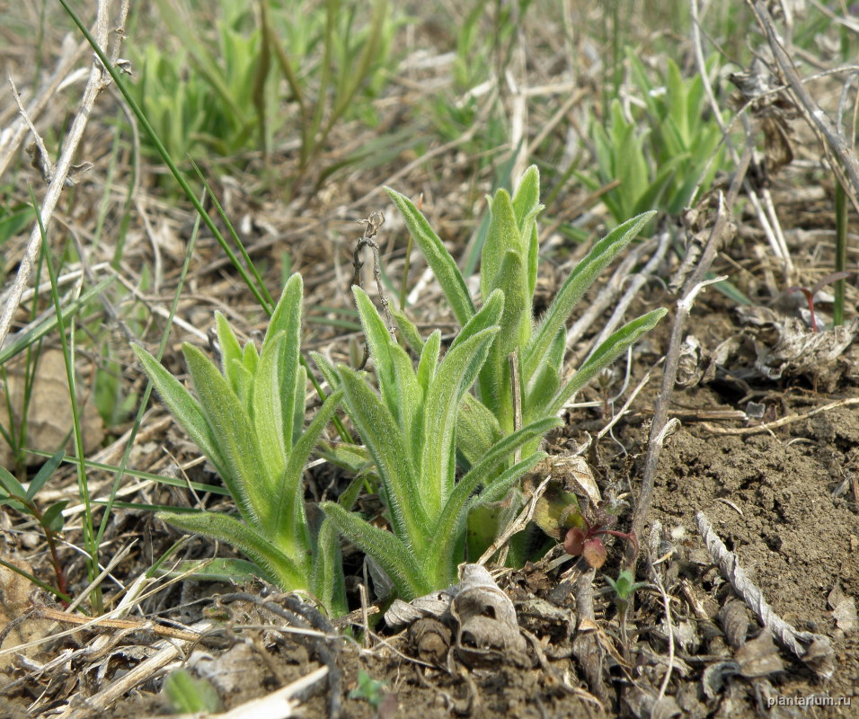 Image of Ajuga laxmannii specimen.