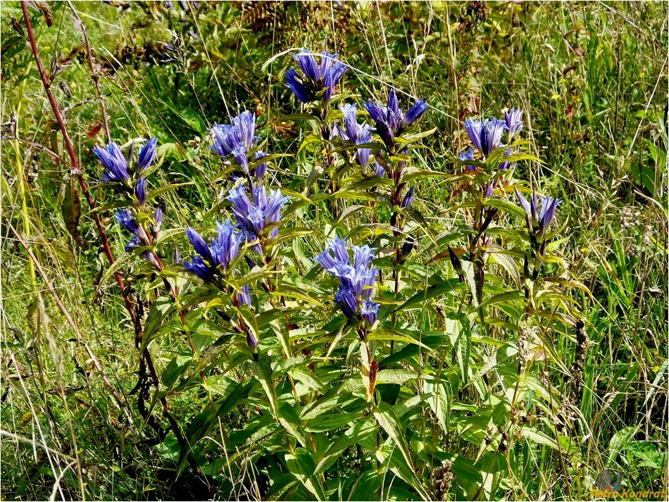 Image of Gentiana asclepiadea specimen.