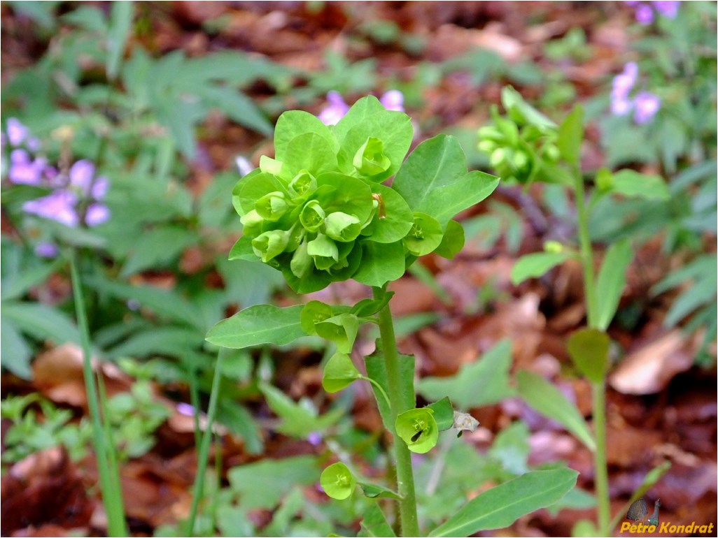 Изображение особи Euphorbia amygdaloides.