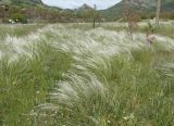 Stipa brauneri. Аспект растений (с небольшой примесью Stipa pontica). Крым, Карадагский заповедник, биостанция, степная терраса. 13 мая 2017 г.