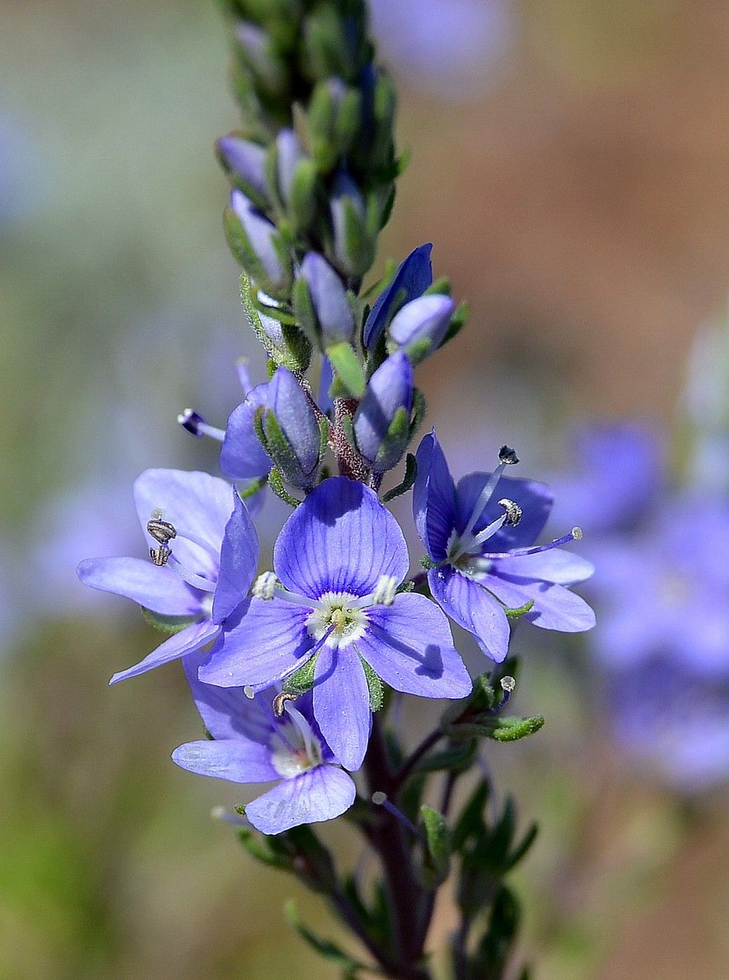 Image of Veronica capsellicarpa specimen.