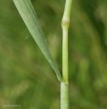 Hordeum geniculatum