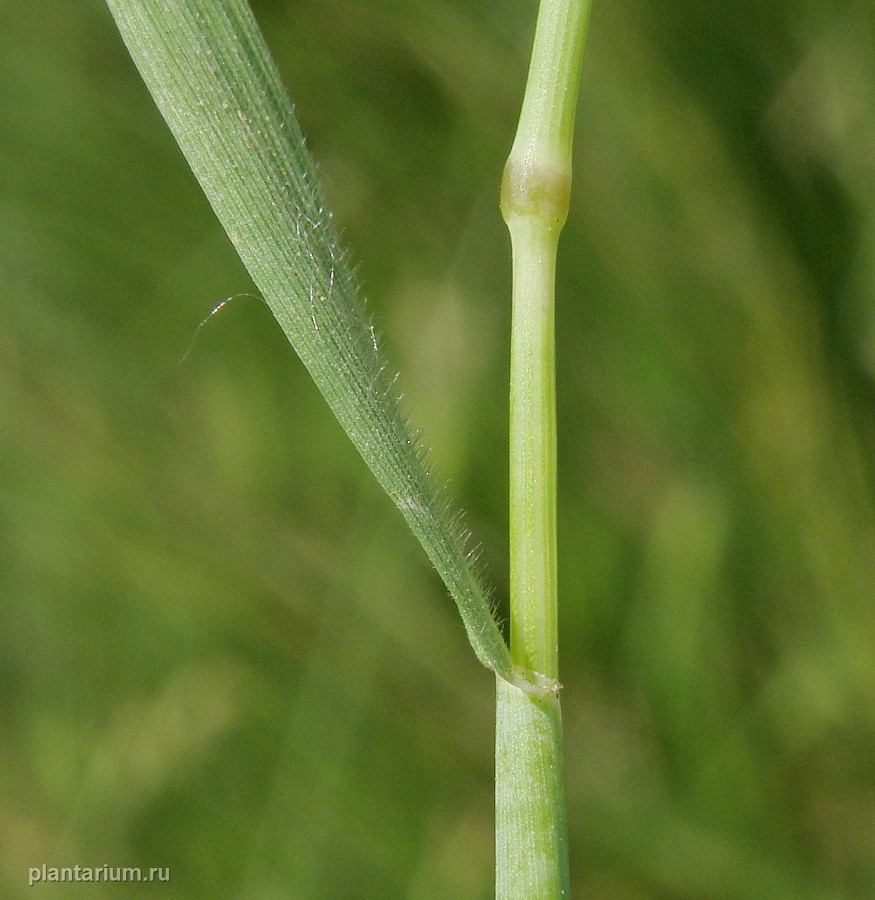 Изображение особи Hordeum geniculatum.