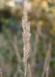 Calamagrostis epigeios