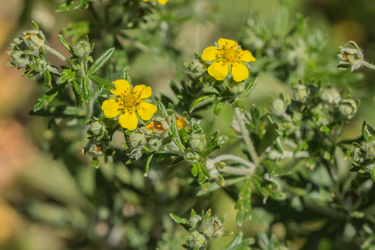 Изображение особи Potentilla argentea.