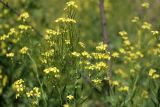 Sisymbrium volgense