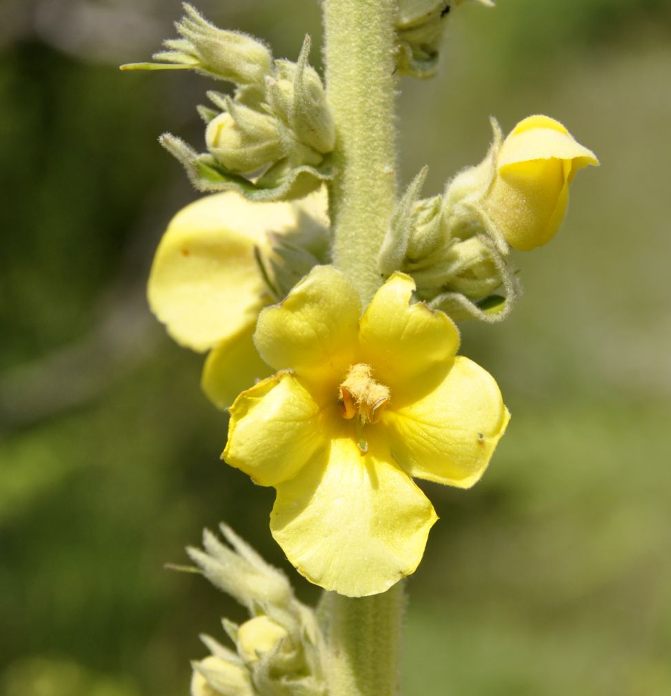 Image of Verbascum phlomoides specimen.