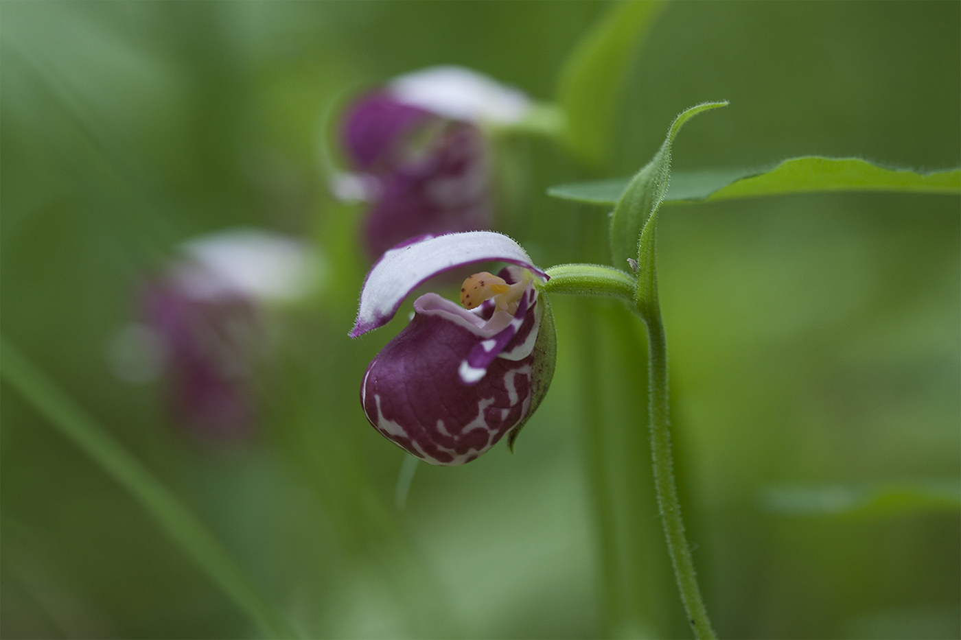 Image of Cypripedium guttatum specimen.