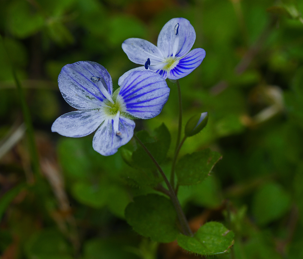 Изображение особи Veronica filiformis.