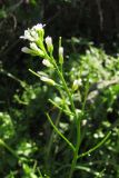 Arabis auriculata. Верхушка побега с цветками и завязавшимися плодами. Крым, Севастополь. 22 апреля 2010 г.