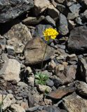 Draba hispida