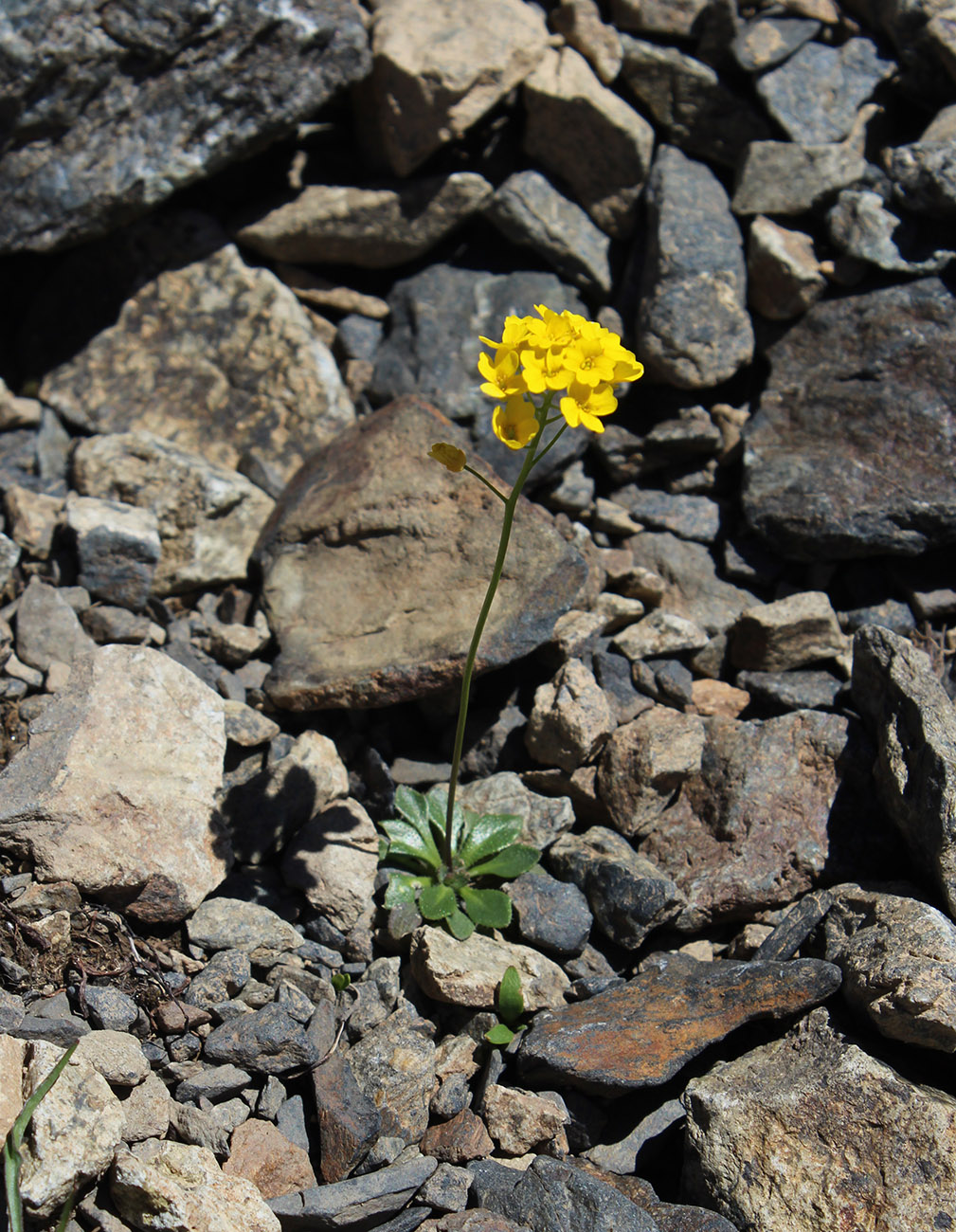 Image of Draba hispida specimen.