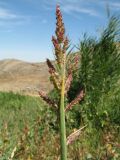 Echinochloa crus-galli