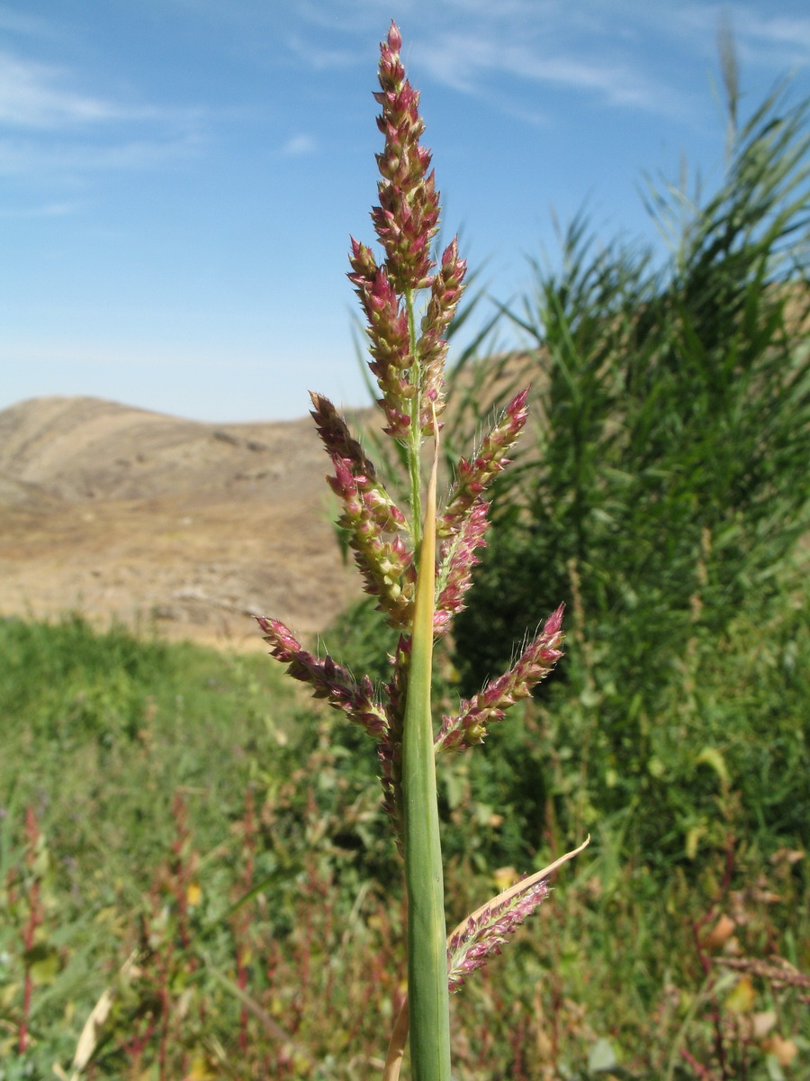 Image of Echinochloa crus-galli specimen.