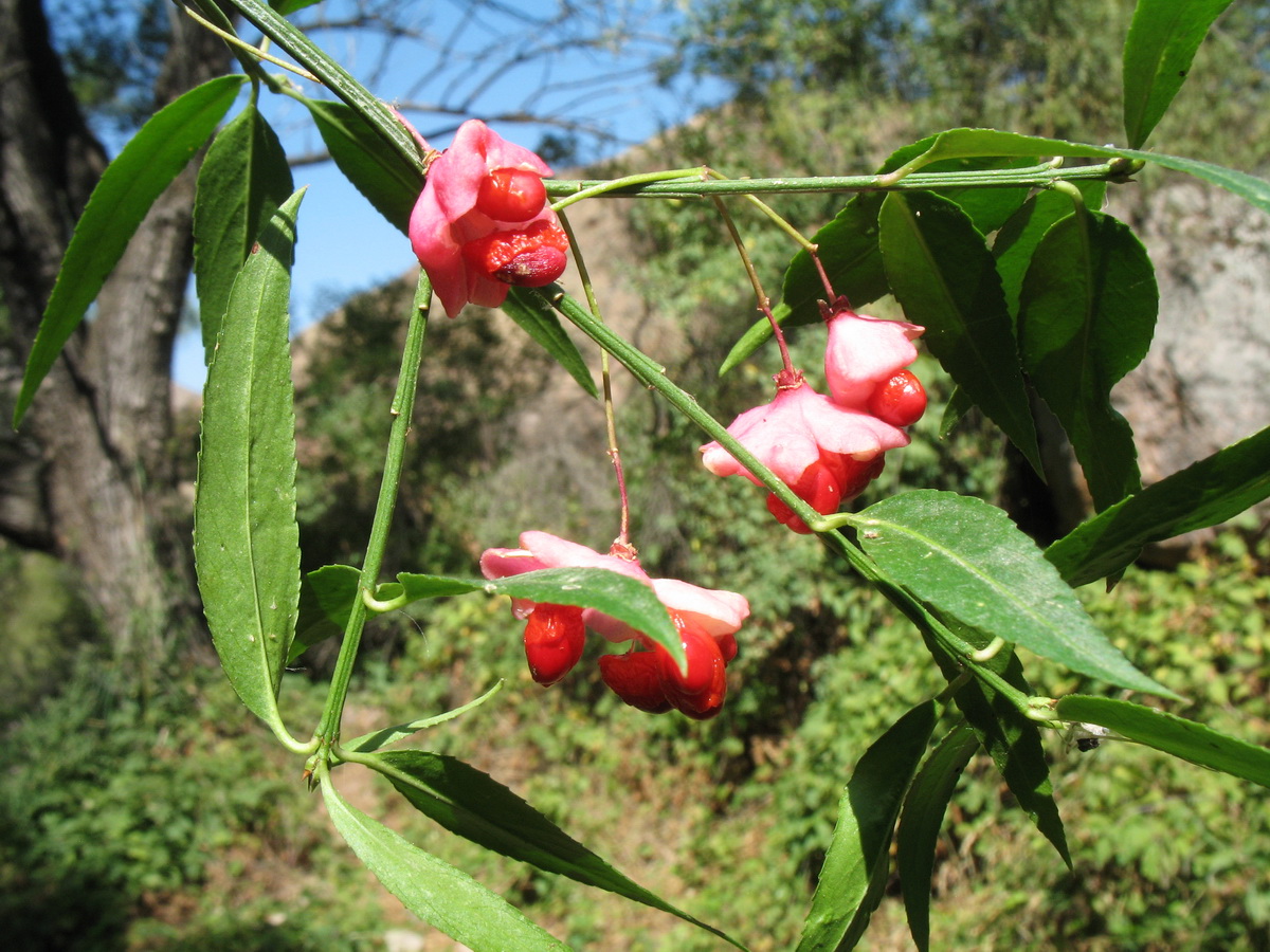 Изображение особи Euonymus semenovii.