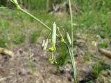 Silene chlorantha