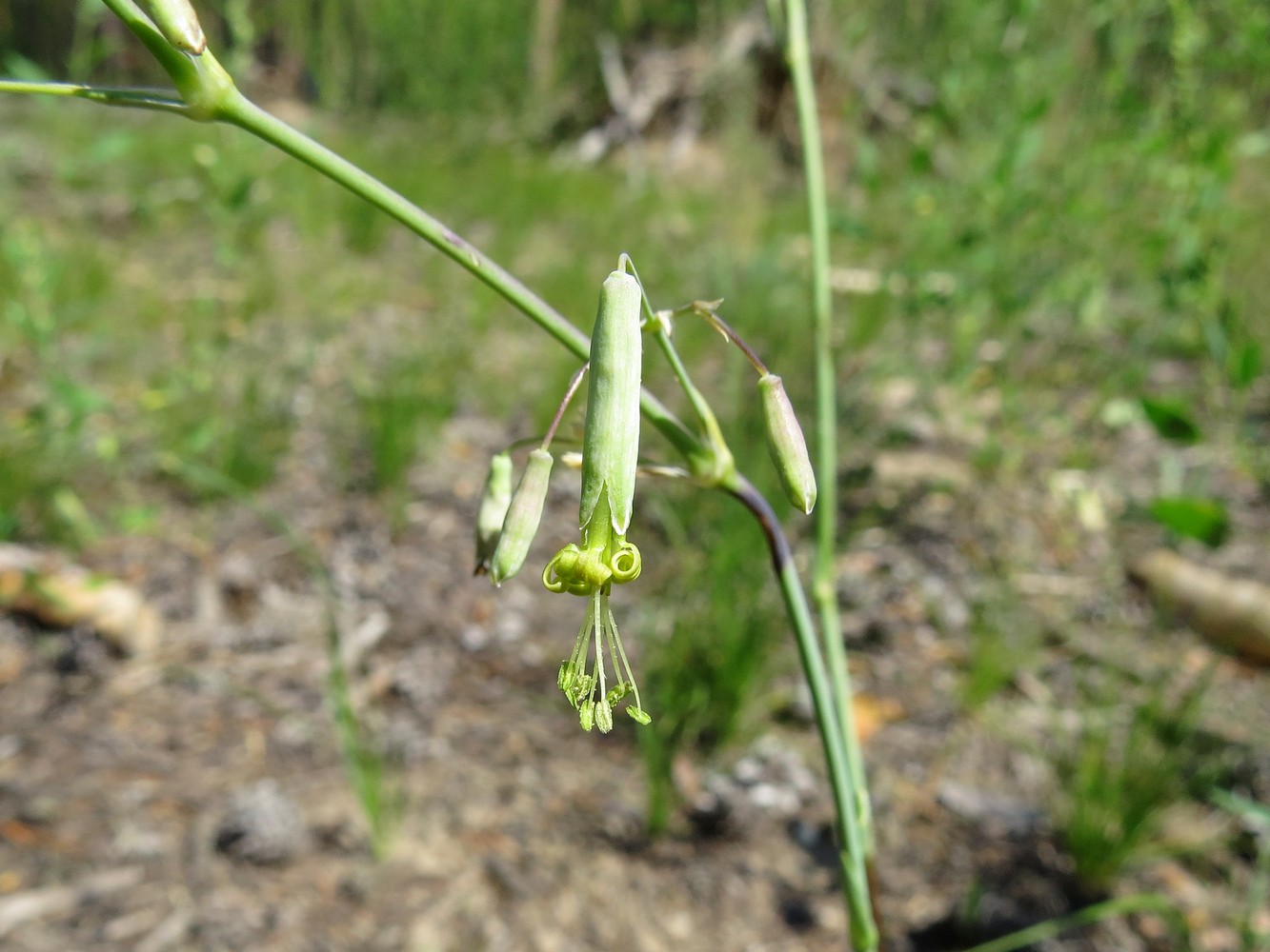 Image of Silene chlorantha specimen.