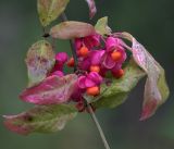 Euonymus europaeus