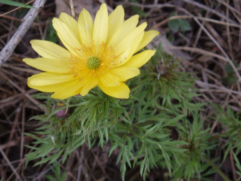Image of Adonis volgensis specimen.