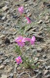 Incarvillea potaninii