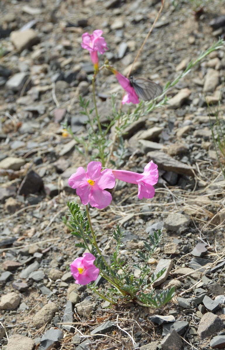 Изображение особи Incarvillea potaninii.